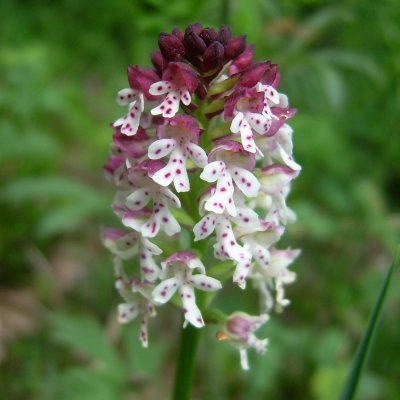 Orchis brul