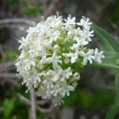 Centranthe rouge  (fleurs blanches)