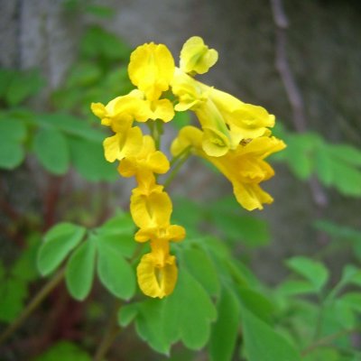 Corydale jaune