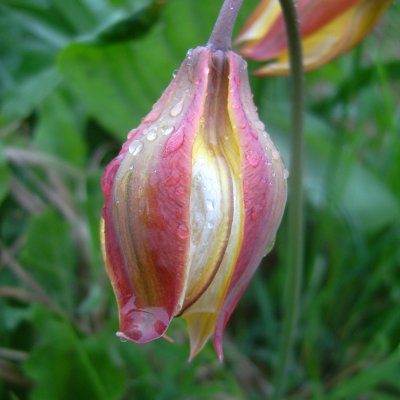 Wild Tulip