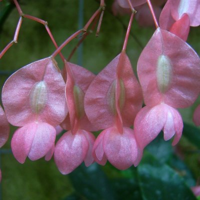 Begonia Tamaya