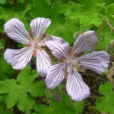 Geranium rotundifolium