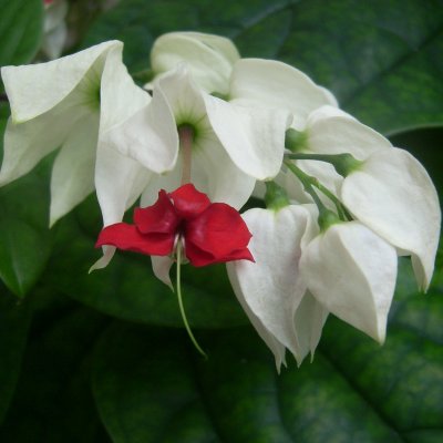 Clerodendrum thomsoniae