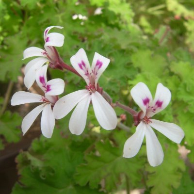 Pelargonium patulum