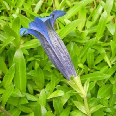 Gentiana acaulis