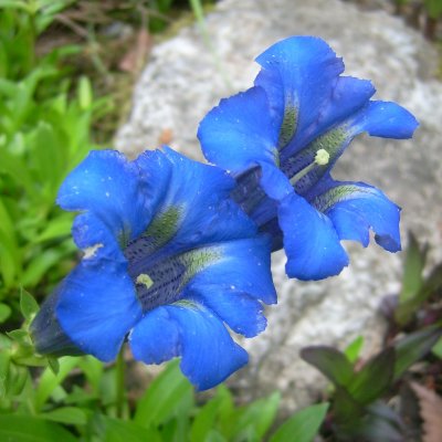 Gentiana acaulis