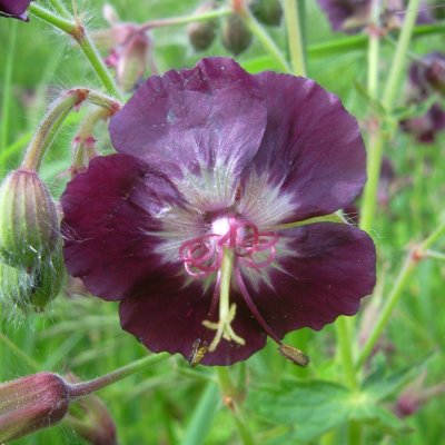 Geranium phaeum