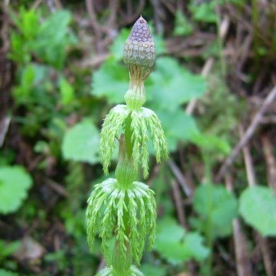 Prêle des bois