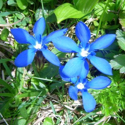 Gentiana verna