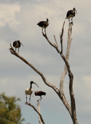 ibis tree c.jpg