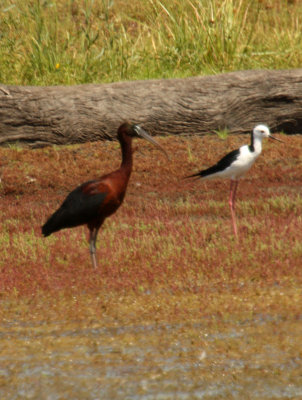 glossy ibis and pied stilt.jpg
