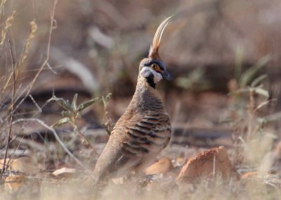 6  Spinifex Pigeon-sm.jpg