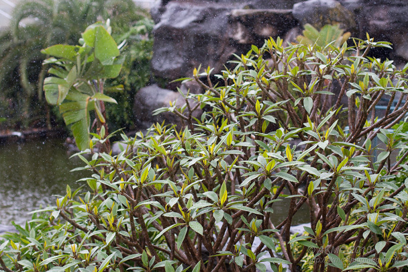 20101106_11837 Rain (Sat 06 Nov)