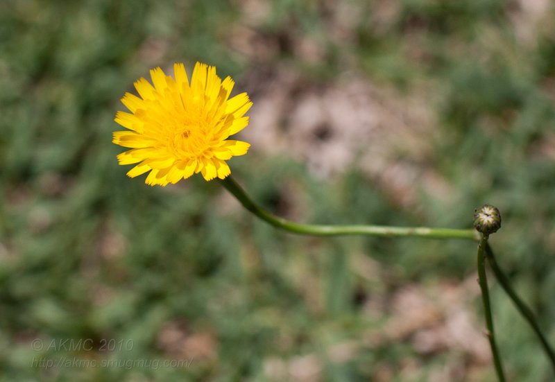 20101107_11851 Sun. Flower. (Sun 07 Nov)