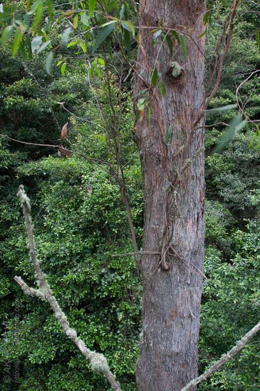 12455 What Grows In The Forest