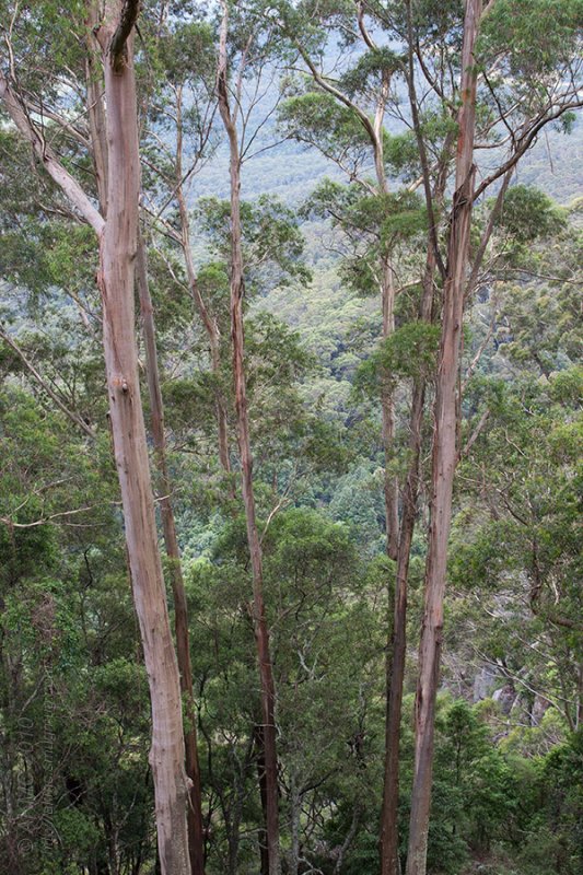 12513 The Corridor Of Gums