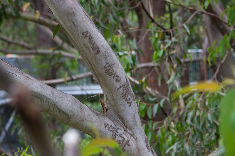 12582 Natural Graffiti