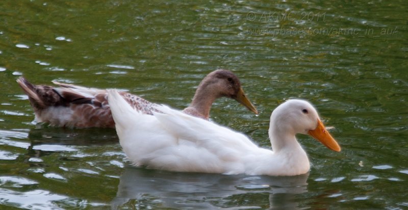 110126_191347_14710 The Black Swan (Oh OK, Its A White Duck) (Wed 26 Jan)