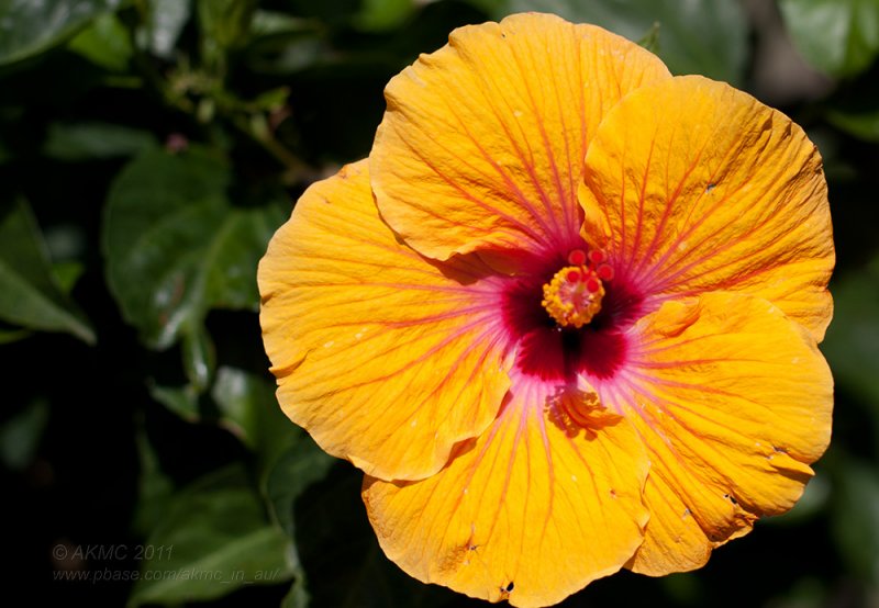 110129_162651_14759 A Spray Of Hibiscus Sunshine (Sat 29 Jan)