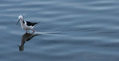 8583 Reflecting On Breakfast