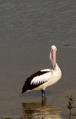 0226 Pelican In Nature