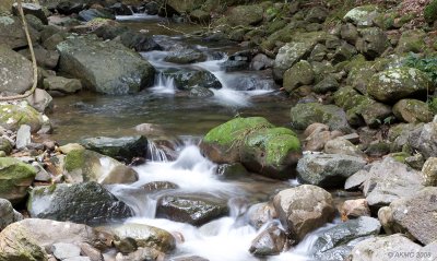 0648 Minnamurra Rivulet 1