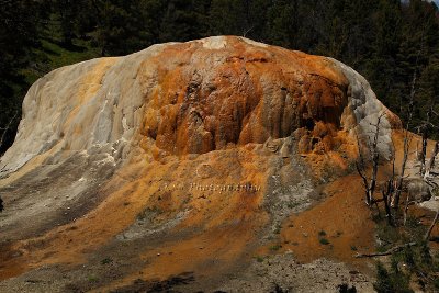 _MG_0186Orange Spring.jpg