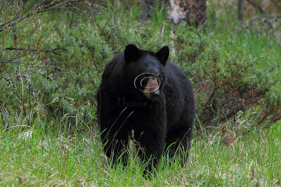 Banff Black Bear - June 2010