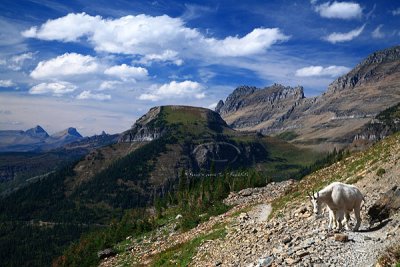 Glacier NP Mountain Goats