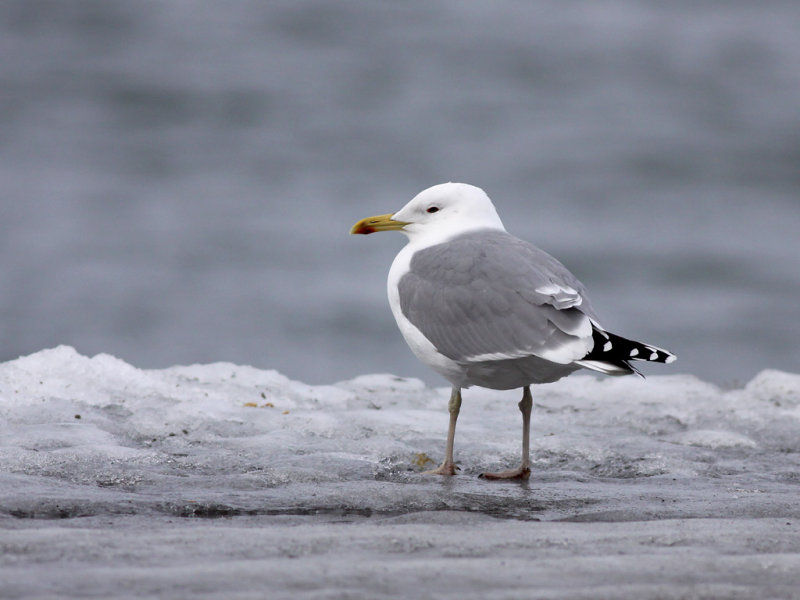 Kaspisk trut- Caspian Gull (Larus cachinnans)