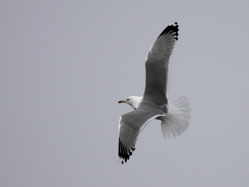 Kaspisk trut- Caspian Gull (Larus cachinnans)