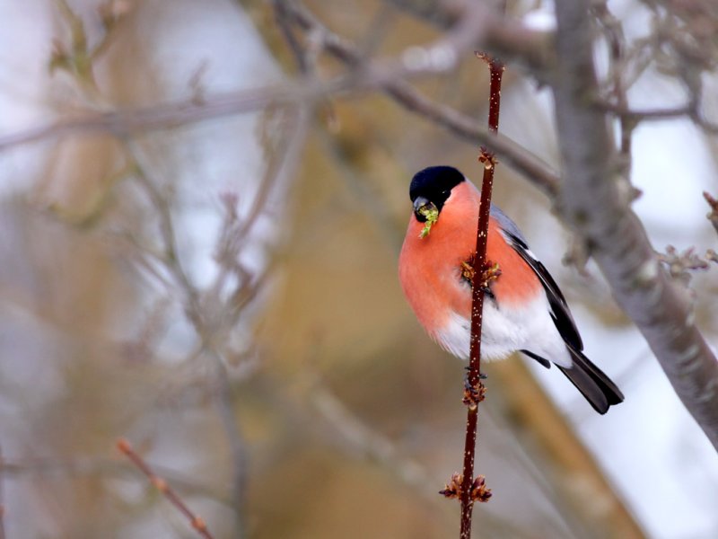 Domherre - Bullfinch (Pyrrhula pyrrhula)