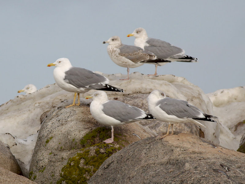 Medelhavstrut - Yellow-legged Gull (Larus michahellis)