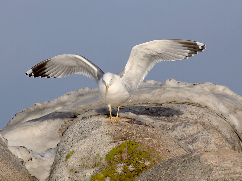 Medelhavstrut - Yellow-legged Gull (Larus michahellis)