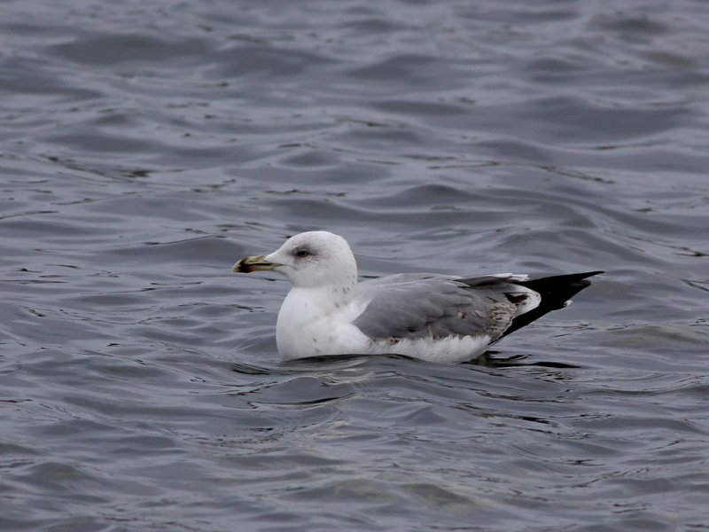 Medelhavstrut - Yellow-legged Gull  (Larus michahellis)