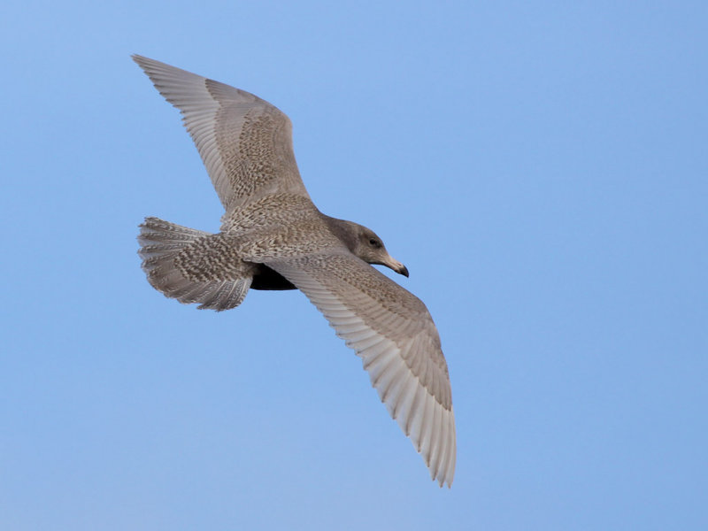 Vittrut - Glaucous Gull  (Larus hyperboreus)