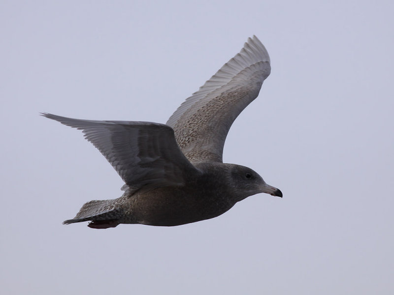 Vittrut - Glaucous Gull  (Larus hyperboreus)