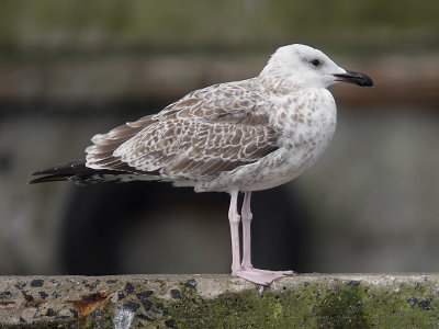 Kaspisk trut - Caspian Gull  (Larus cachinnans)