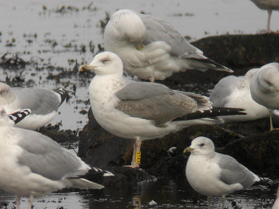 Medelhavstrut - Yellow-legged Gull  (Larus michahellis)