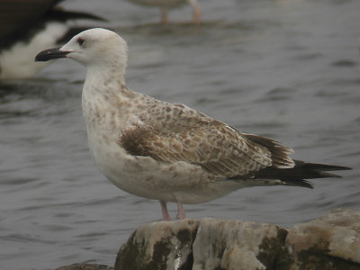 Kaspisk trut - Caspian Gull  (Larus cachinnans)