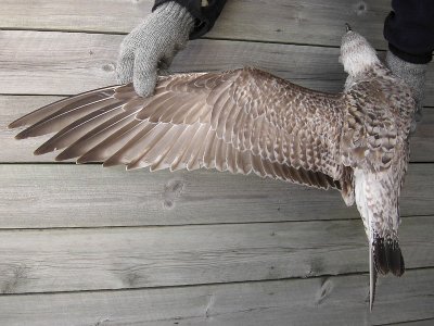 Grtrut - Herring Gull  (Larus argentatus)