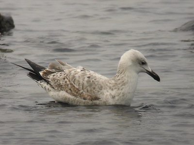 Kaspisk trut - Caspian Gull  (Larus cachinnans)