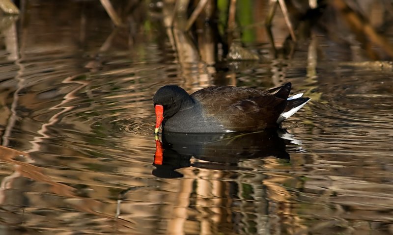 Common Moorhen