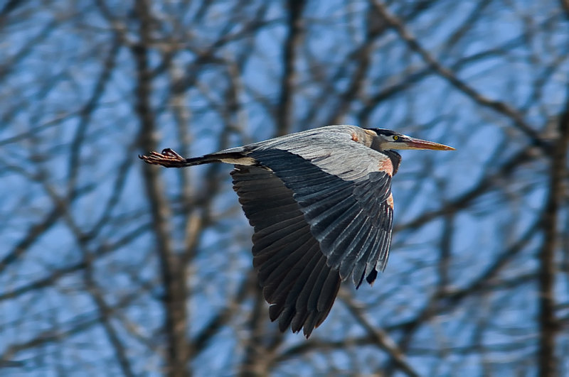 Great Blue Heron