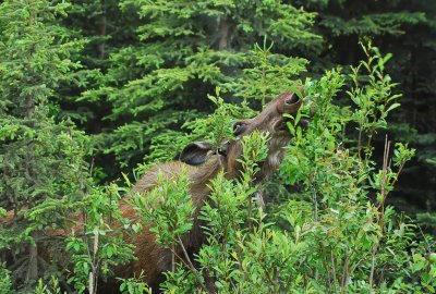 Alaskan Moose