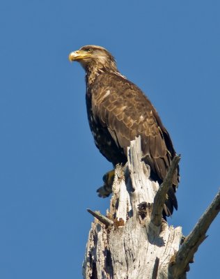 Juvenile Bald Eagle_Pacific Coast, Washington