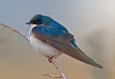 Tree_swallow