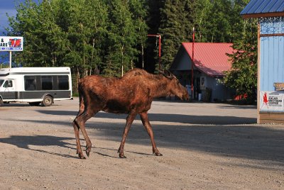 Moose, Alaska