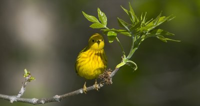 Yellow Warbler