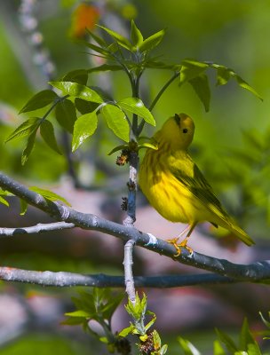 Yellow Warbler... At Peace in The Canopy